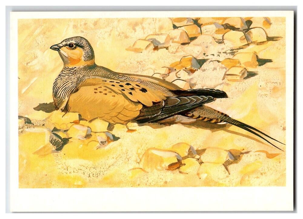 Tibetan Sandgrouse Bird Art Postcard 1985 USSR Wildlife V. Gorbatov